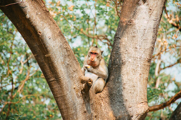 Monkey eating banana and sitting on the tree in Thailand.
