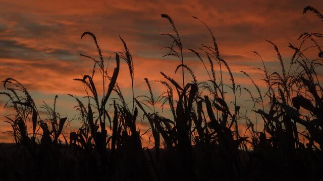 Colorful sunset cornfield, low angle