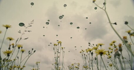 Low angle, soldiers parachute over flower field in Normandy