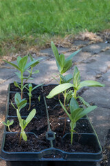 Small young cuttings and annual flowers and vegetables in flower pots. Concept of gardening. Selective focus, copy space