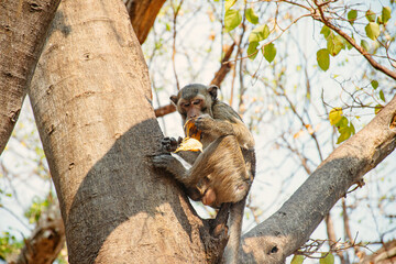 Monkey eating banana and sitting on the tree in Thailand.
