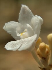 The exotic flower with a natural background. Macro shot white flower