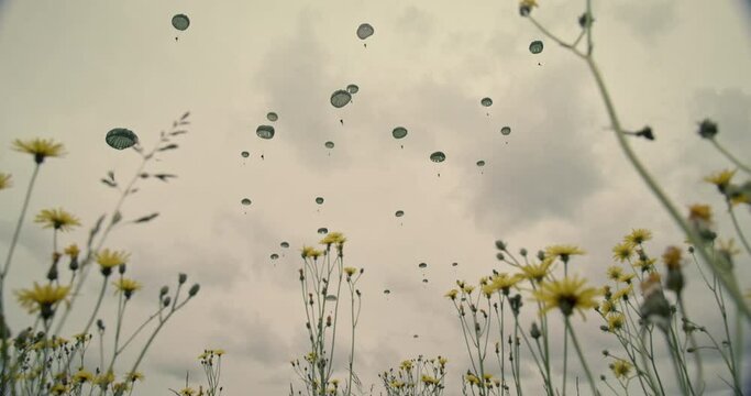 Low angle, soldiers parachute over flower field in Normandy