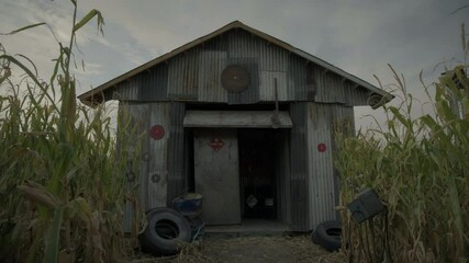 Low angle, tin shed in spooky cornfield