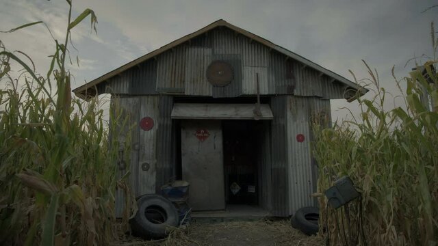 Low angle, tin shed in spooky cornfield