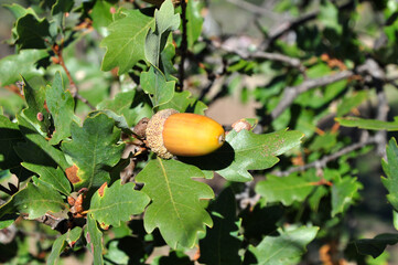 an acorn on the  tree