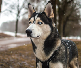 Husky siberiano © Yeipic