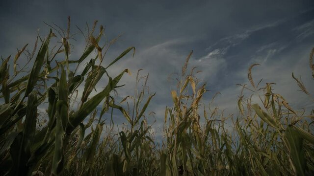 Rural cornfield in autumn, close up