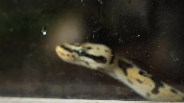 Close up of a juvenile Royal Python behind a glass Martinique zoo terrarium
