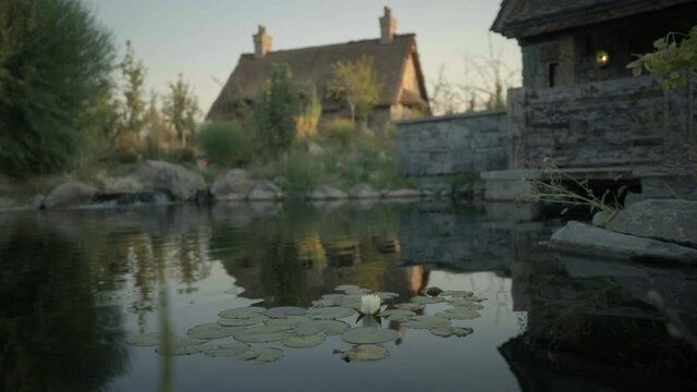 Low angle, lily pads in backyard pond