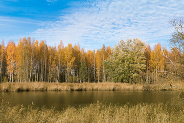 Sunny colorful autumn shot of the forest river with yellow, orange, red and a bit green birch trees with background of cloudy blue sky.  Colored by nature aspen, birch, poplar, maple trees. 