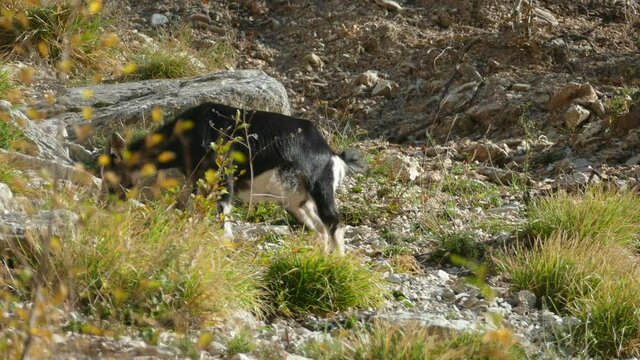 Video capriolo
