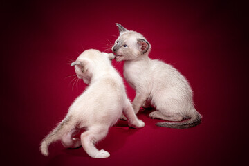 Studio photography of a siamese oriental cat on red backgrounds