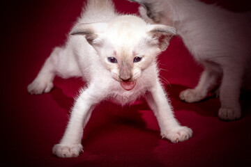 Studio photography of a siamese oriental cat on red backgrounds