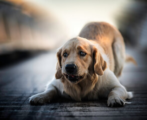 Cucciola di golden retriever su un ponte