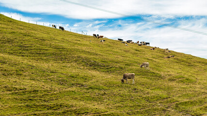 Fototapeta premium Paysage d'un troupeau de vaches broutant sur un alpage d'altitude dans une montagne suisse en été par un ciel nuageux