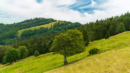 Paysage de montagne estival avec des alpages, un arbre et des forêts de résineux et de sapins à l'arrière plan dans un ciel partiellement  nuageux