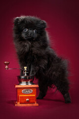 Pomeranian Spitz puppy. Cute fluffy black Spitz dog on red background. Family-friendly tiny Dwarf-Spitz pom dog.