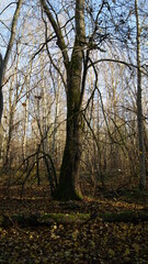 Fototapeta premium Forest in cloudy weather