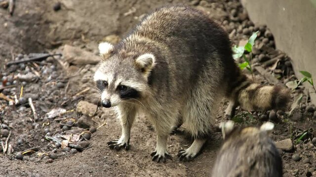 Cute raccoon facial mask and ringed tail rainy day Martinique zoo