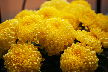 yellow chrysanthemum