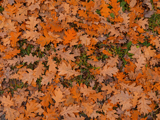 Dry autumn leaves