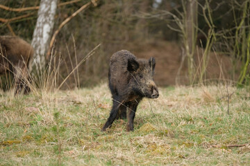 Fototapeta premium Wild boar, a cute funny piglet walking on grass, trees in backgound