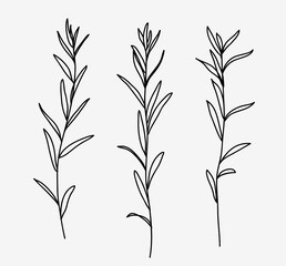 One line drawing. Set of grass with stem and leaves. Hand drawn sketch. Vector illustration.
