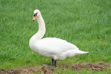 Mute white swan, close up of full body, with grass in the background