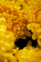 yellow chrysanthemum flower