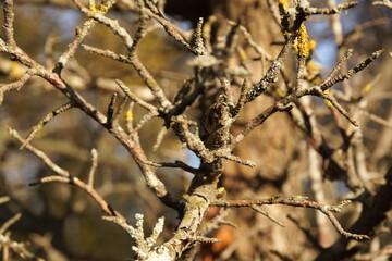 bird on a branch