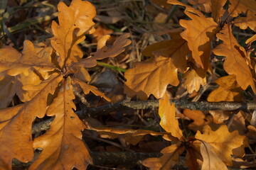 autumn leaves on the ground