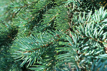 Naklejka na ściany i meble close up of a pine needles winter forest