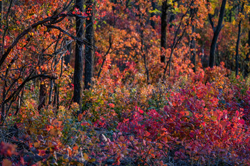 Naklejka na ściany i meble Bright autumn forest with red and orange leaves of smoke tree