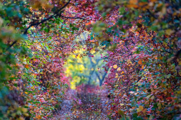 Bright autumn forest with red and orange leaves of smoke tree