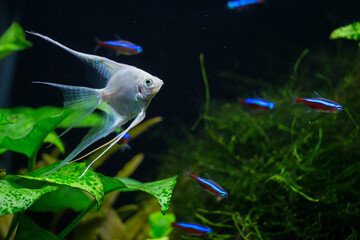 Fresh water planted aquarium with silver angelfish - obrazy, fototapety, plakaty