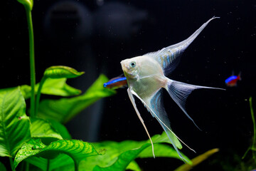Fresh water planted aquarium with silver angelfish