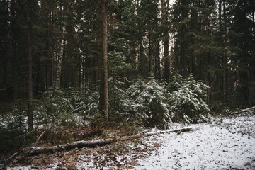 Fir trees in late autumn