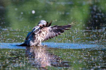 Wood Pigeon or Columba palumbus washes in water