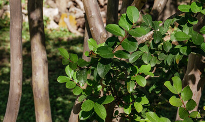 Crape Myrtle Leaves