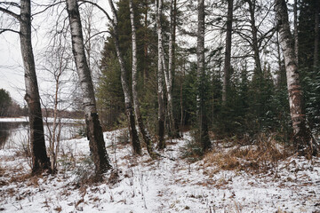 Trees in the late autumn