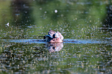 Wood Pigeon or Columba palumbus washes in water
