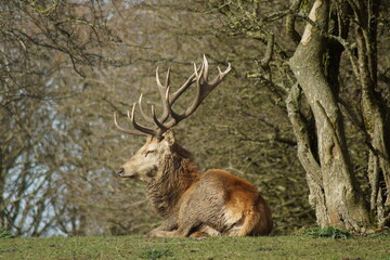 Proud Stag