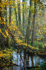 jesienny las, strumyk i żółte liście - obrazy, fototapety, plakaty