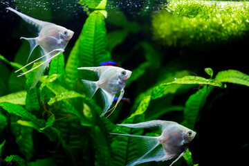 Fresh water planted aquarium with silver angelfish