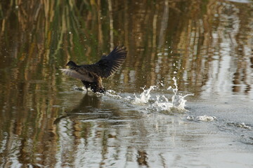 Moorhen