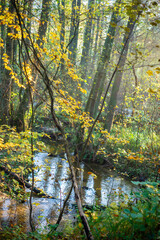 jesienny las, strumyk i żółte liście - obrazy, fototapety, plakaty