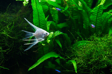 Fresh water planted aquarium with silver angelfish