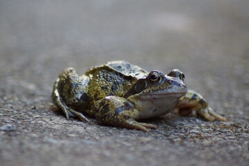 Common Frog
