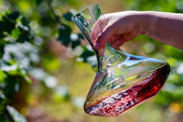 Hand holds decanter with red wine next to grapes in vineyard